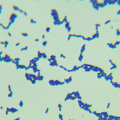 Lactobacillus murinus 鼠乳杆菌 BNCC 194688