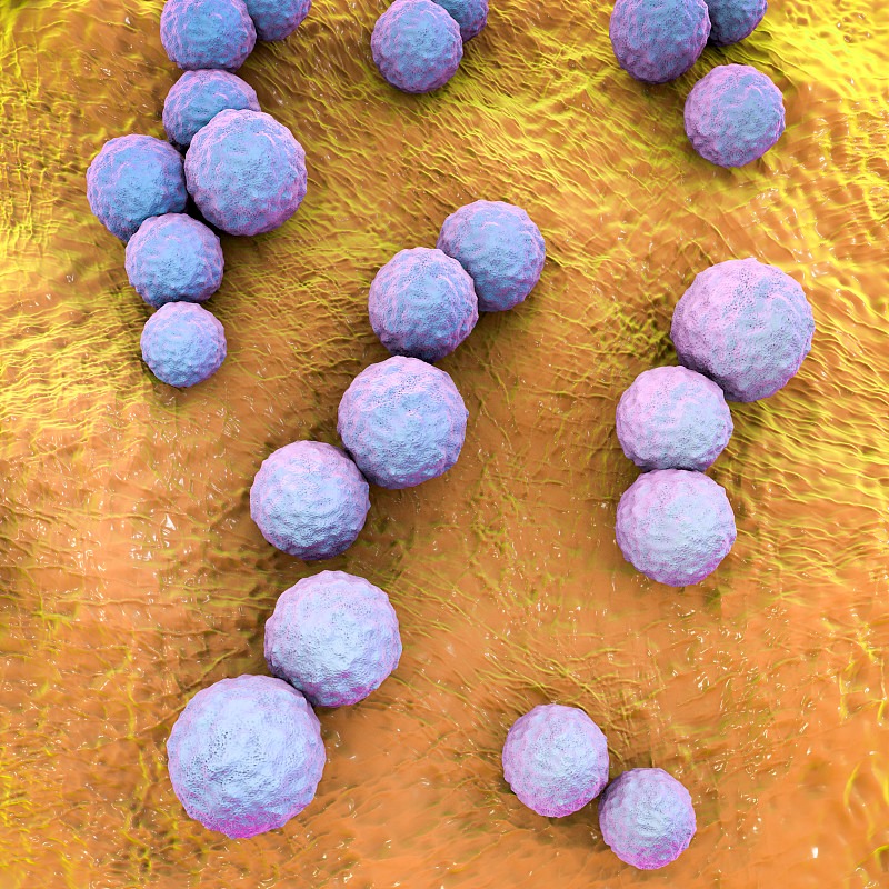 Streptococcus mutan 变异链球菌 UA159