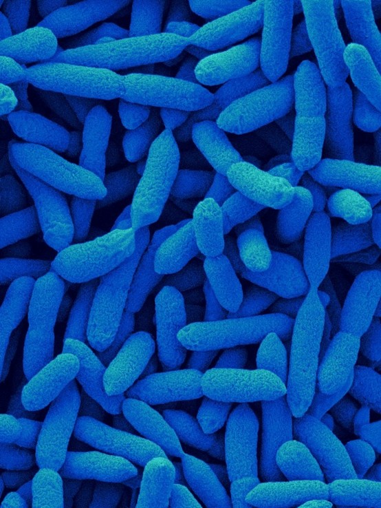 Pseudomonas putida 恶臭假单胞菌 KT2440