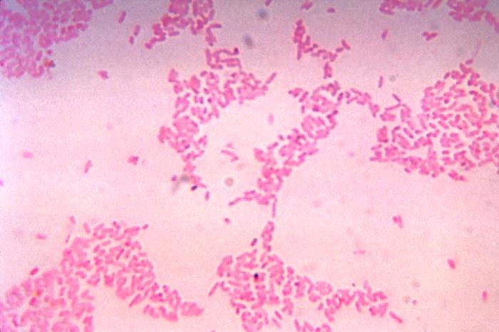Bacteroides thetaiotaomicron 多形拟杆菌 ATCC 29148