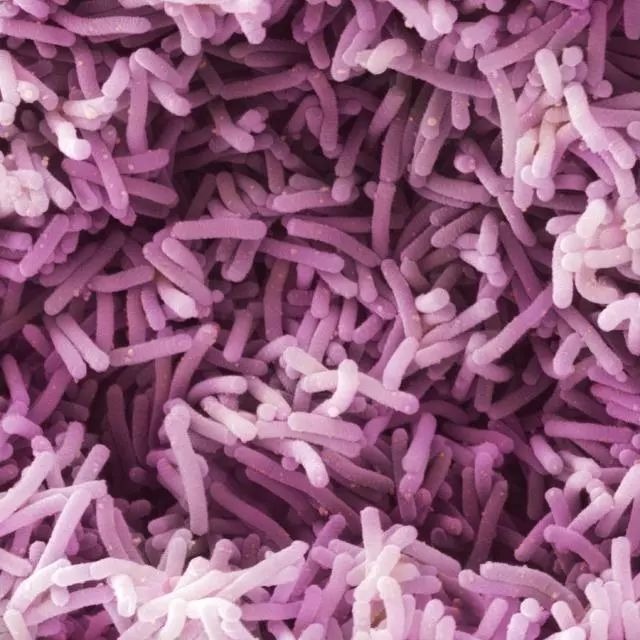 Lactobacillus casei 干酪乳杆菌 ATCC 393