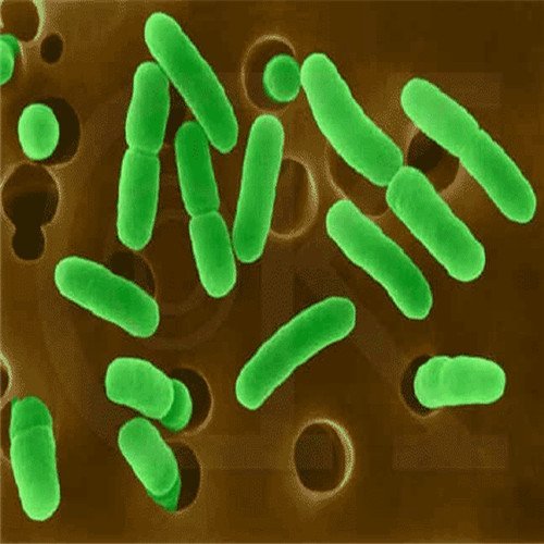 Corynebacterium glutamicum 谷氨酸棒状杆菌