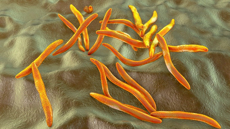 Fusobacterium nucleatum 具核梭杆菌 ATCC 10953