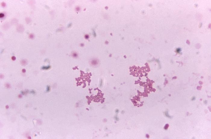 Veillonella atypica 韦荣氏球菌 ATCC 17744