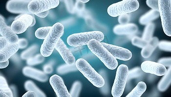 Ligilactobacillus salivarius 唾液联合乳杆菌