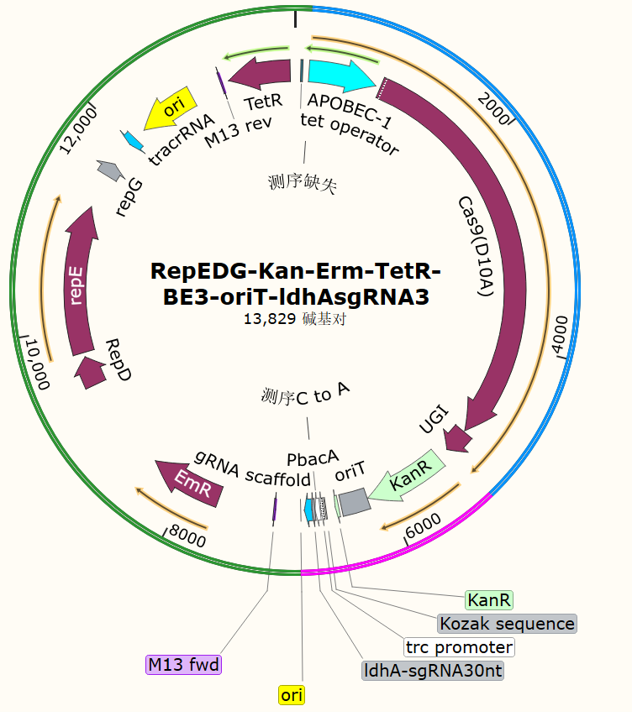 RepEDG-Kan-Erm-TetR-BE3-oriT-ldhAsgRNA3