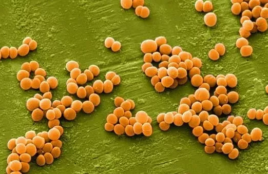 Bacillus subtilis 金黄色葡萄球菌 ATCC 43300