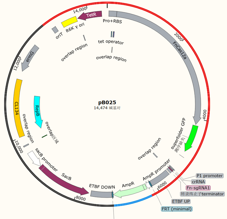 pB025-FnCas12a-sfGFP-43858-Ampdonor