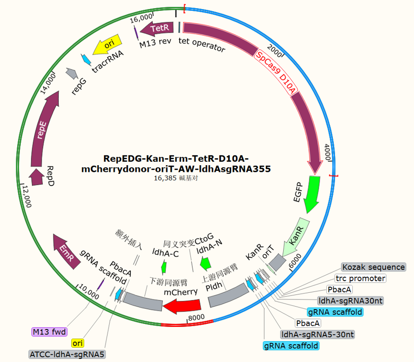 RepEDG-Kan-Erm-TetR-D10A-mCherrydonor-oriT-AW-ldhAsgRNA355