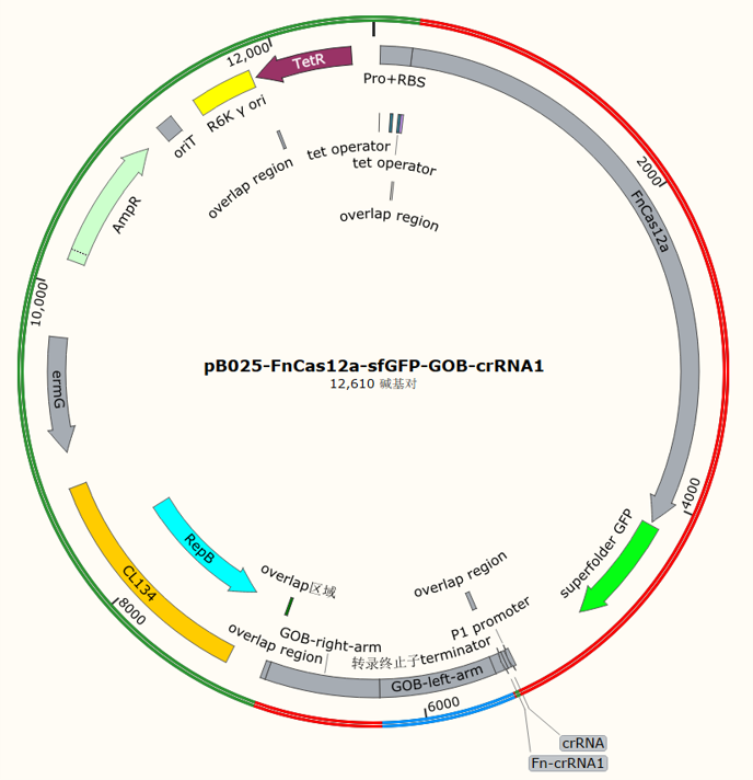 pB025-FnCas12a-sfGFP-GOB-crRNA1