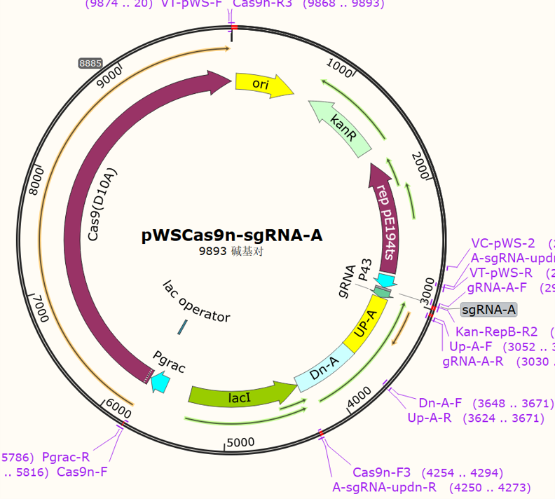 pWSCas9n-sgRNA-A