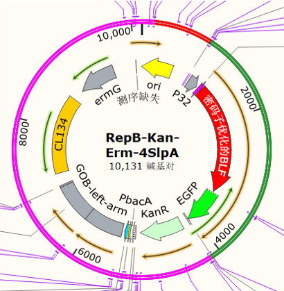 RepB-Kan-Erm-4SlpA