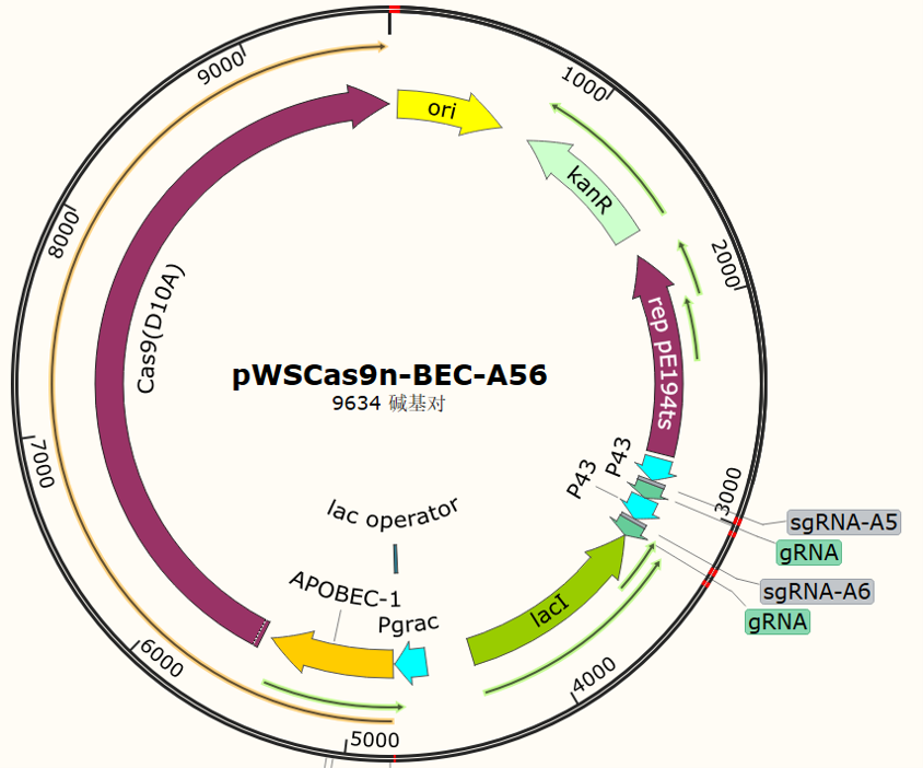 pWSCas9n-BEC-A56