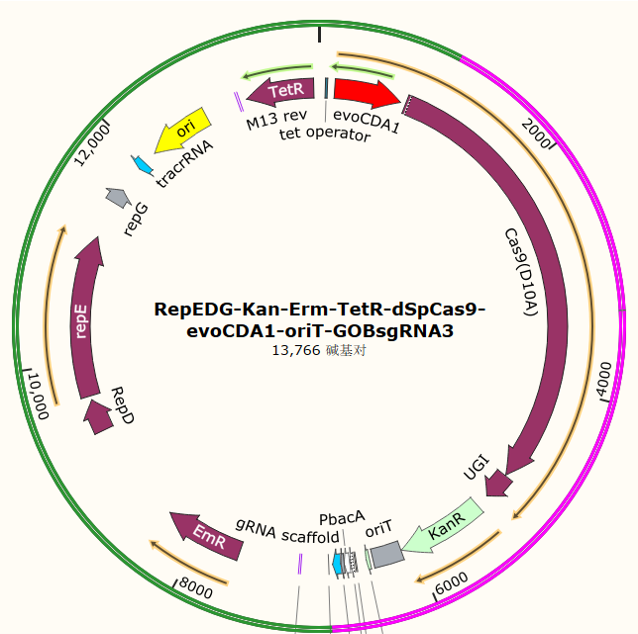 RepEDG-Kan-Erm-TetR-dSpCas9-evoCDA1-oriT-GOBsgRNA3