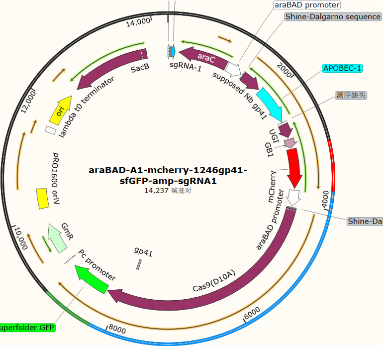 araBAD-A1-mcherry-1246gp41-sfGFP-amp-sgRNA1