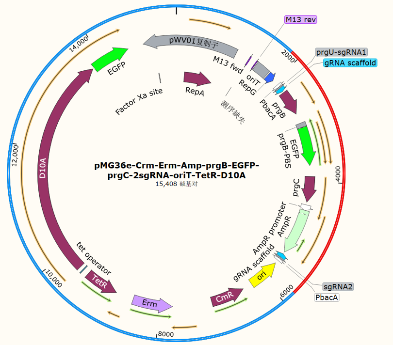 pMG36e-Crm-Erm-Amp-prgB-EGFP-prgC-2sgRNA-oriT-TetR-D10A