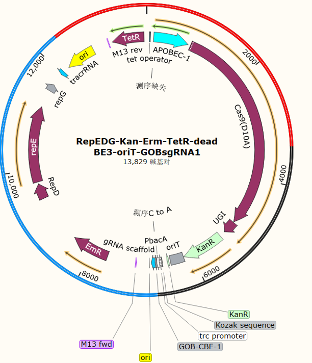 RepEDG-Kan-Erm-TetR-dead BE3-oriT-GOBsgRNA1