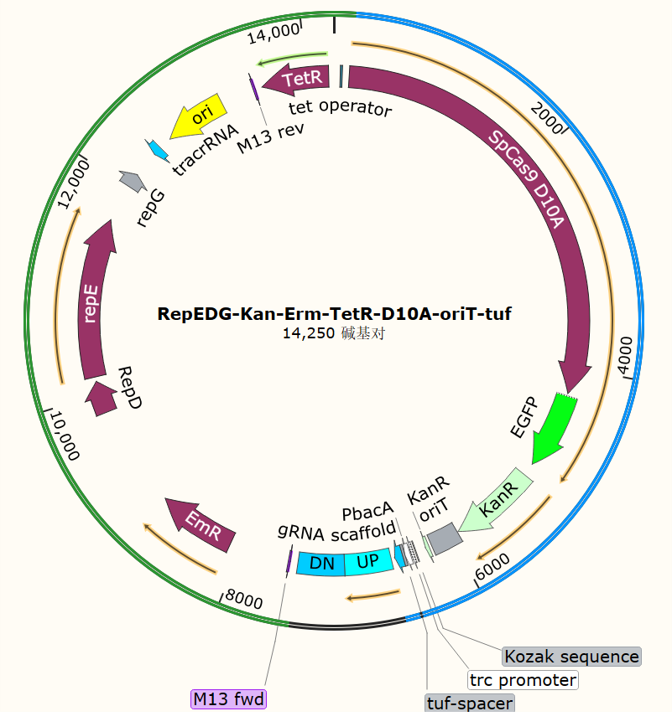 RepEDG-Kan-Erm-TetR-D10A-oriT-tuf