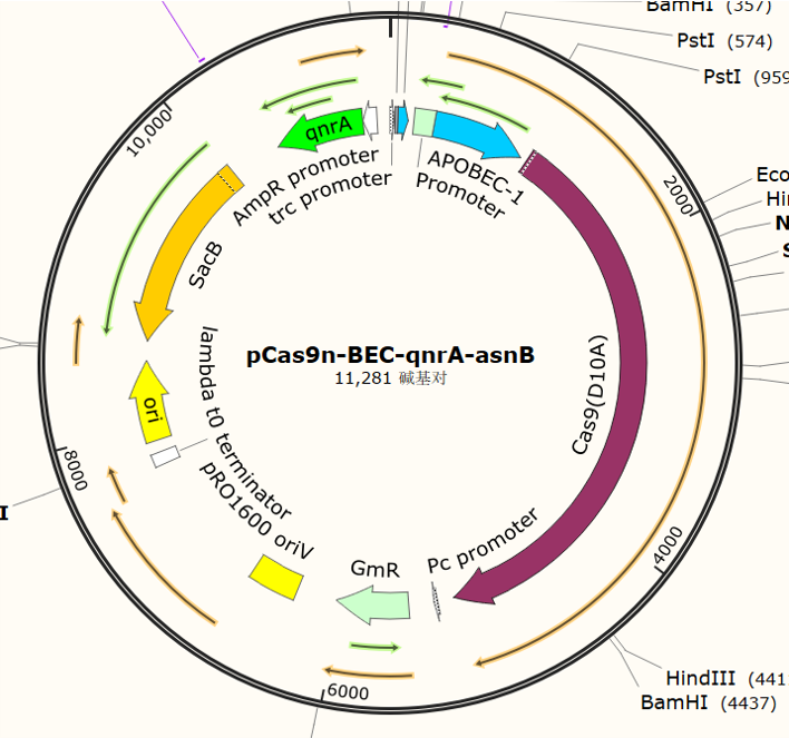 pCas9n-BEC-qnrA-asnB