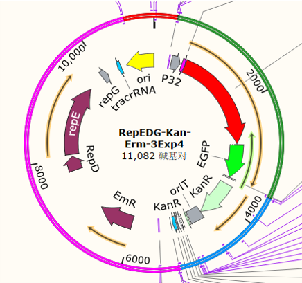 RepEDG-Kan-Erm-3Exp4