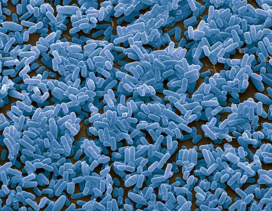 Bacillus subtilis 枯草芽孢杆菌-168