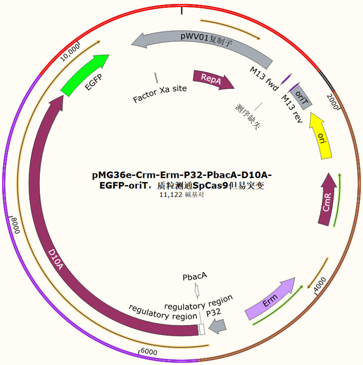 pMG36e-Crm-Erm-P32-PbacA-D10A-EGFP-oriT