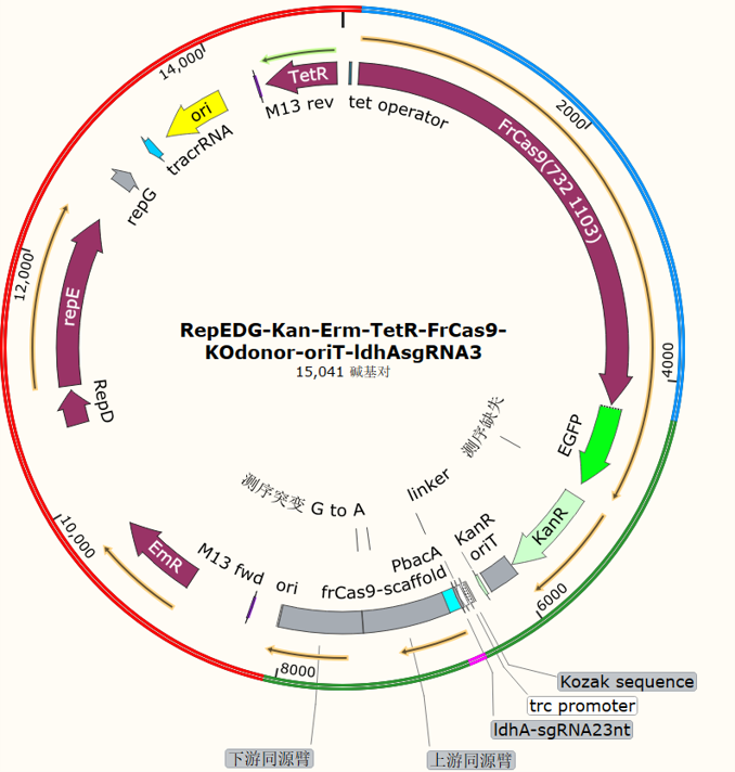 RepEDG-Kan-Erm-TetR-FrCas9-KOdonor-oriT-ldhAsgRNA3