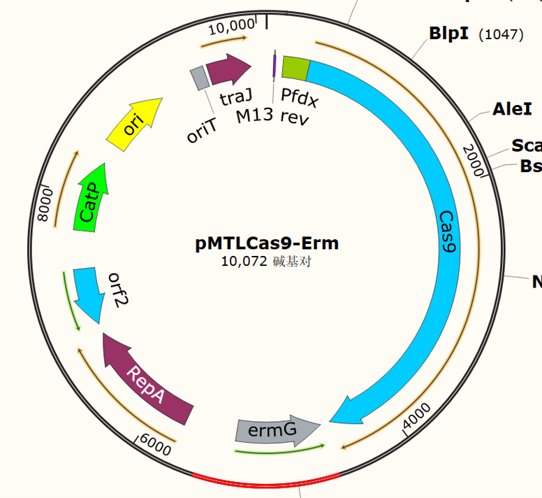 pMTLCas9-Erm