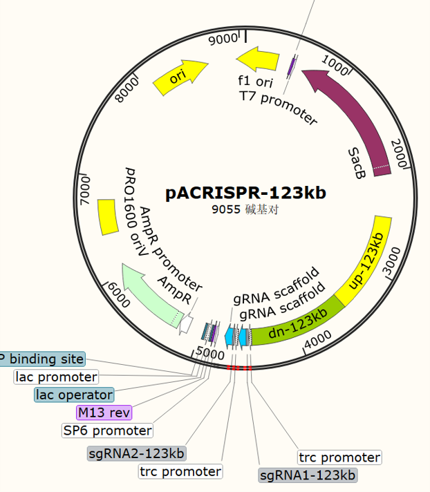 pACRISPR-123kb