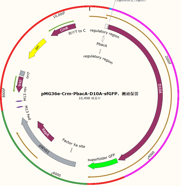 pMG36e-Crm-PbacA-D10A-sfGFP