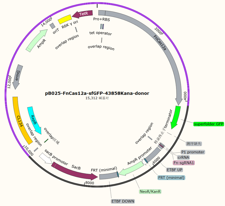 pB025-FnCas12a-sfGFP-43858Kana-donor