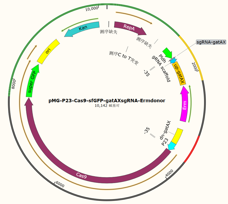 pMG-P23-Cas9-sfGFP-gatAXsgRNA-Ermdonor-4