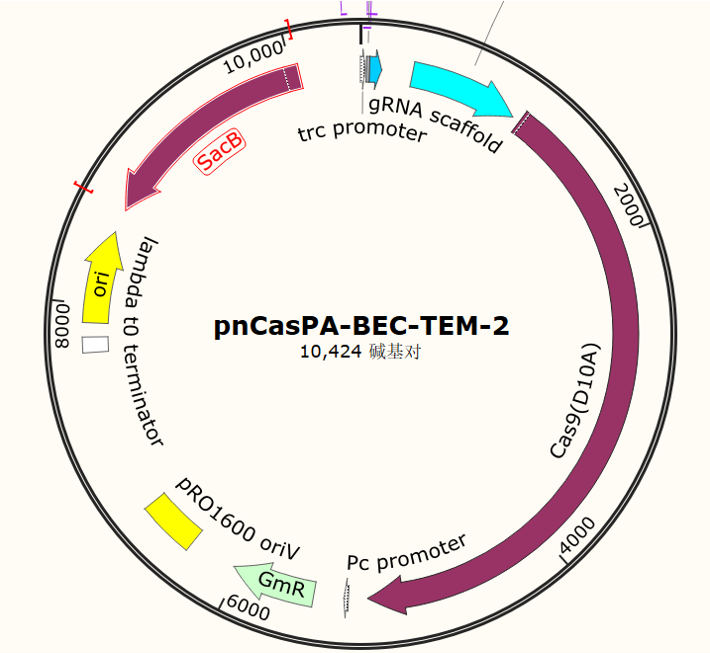 pnCasPA-BEC-TEM-2