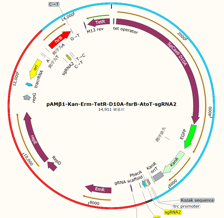 pAMβ1-Kan-Erm-TetR-D10A-fsrB-AtoT-sgRNA2
