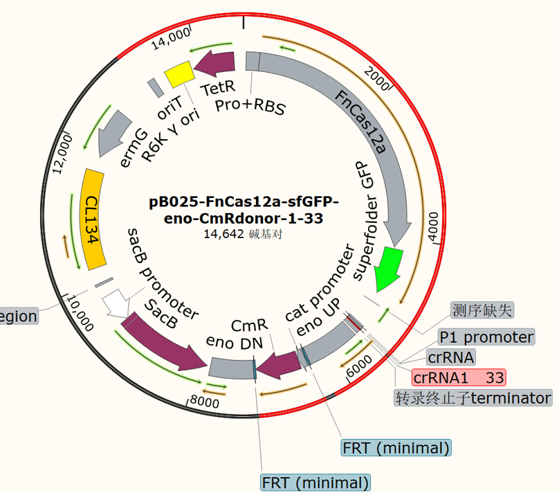 pB025-FnCas12a-sfGFP-eno-CmRdonor-1-33