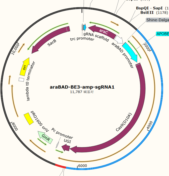 araBAD-BE3-amp-sgRNA1