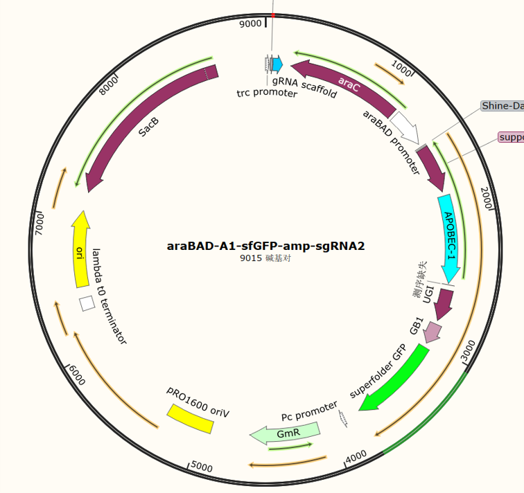 araBAD-A1-sfGFP-amp-sgRNA2
