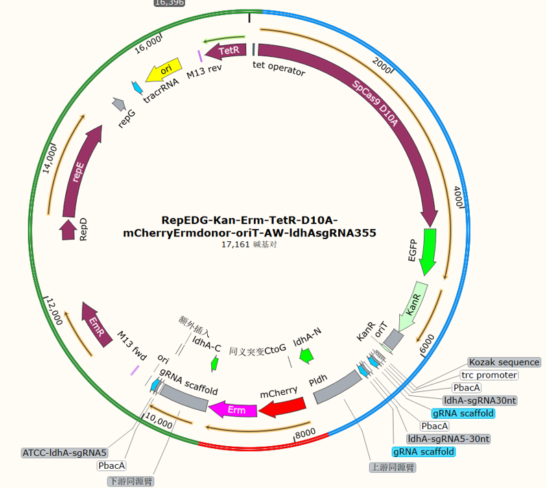 RepEDG-Kan-Erm-TetR-D10A-mCherryErmdonor-oriT-AW-ldhAsgRNA355