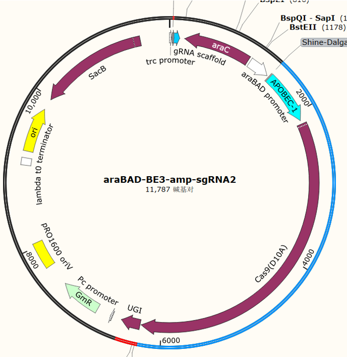 araBAD-BE3-amp-sgRNA2