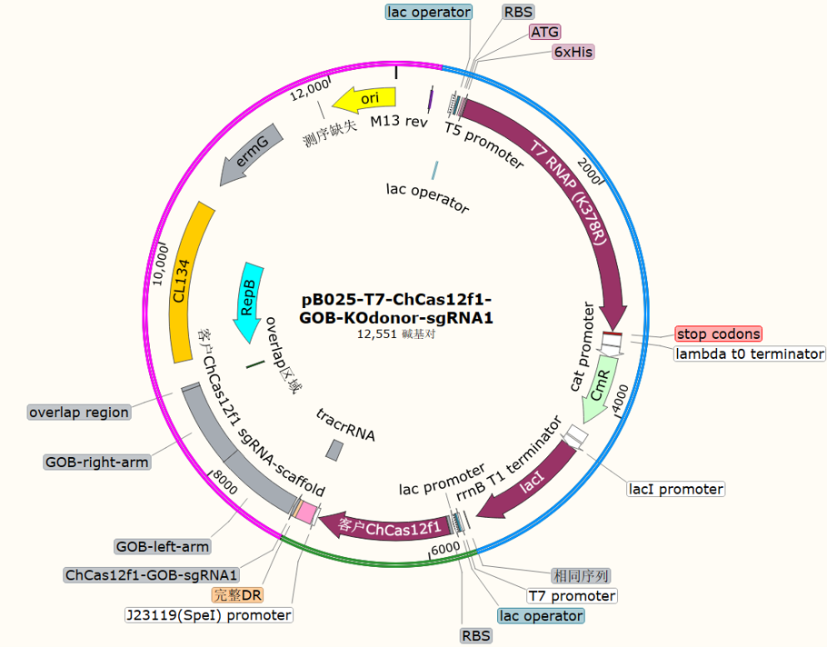 pB025-T7-ChCas12f1-GOB-KOdonor-sgRNA1