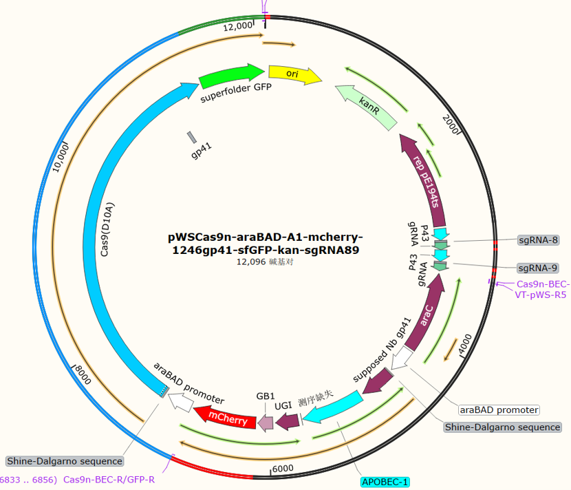 pWSCas9n-araBAD-A1-mcherry-1246gp41-sfGFP-kan-sgRNA89