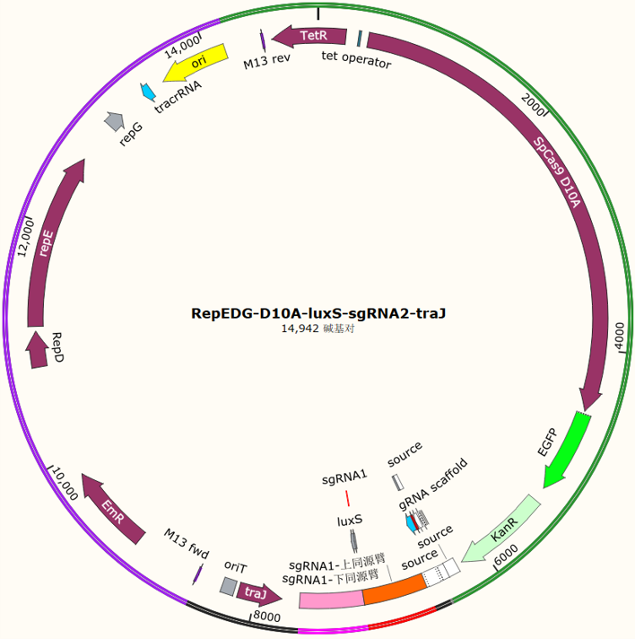 RepEDG-D10A-luxS-sgRNA2-traJ