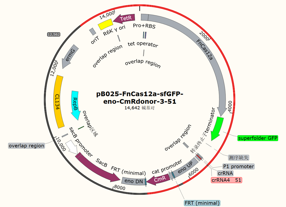 pB025-FnCas12a-sfGFP-eno-CmRdonor-3-51