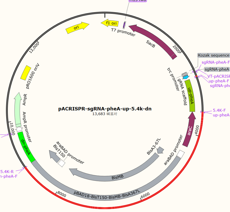 pACRISPR-sgRNA-pheA-up-5.4k-dn