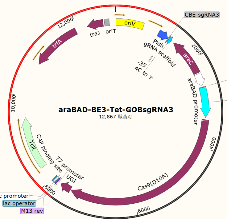 araBAD-BE3-Tet-GOBsgRNA3