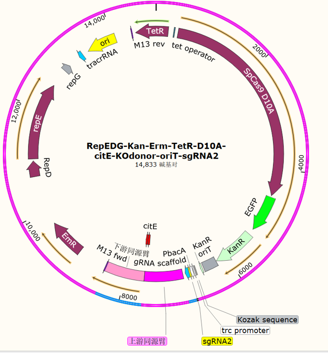 RepEDG-Kan-Erm-TetR-D10A-citE-KOdonor-oriT-sgRNA2