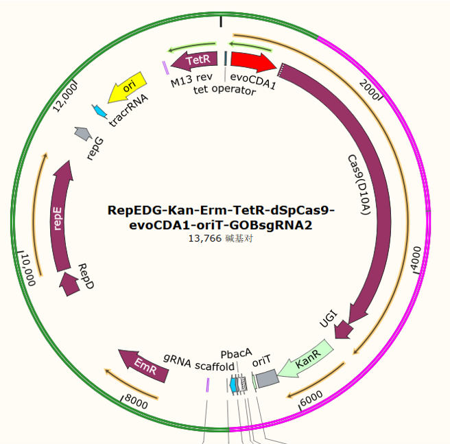 RepEDG-Kan-Erm-TetR-dSpCas9-evoCDA1-oriT-GOBsgRNA2