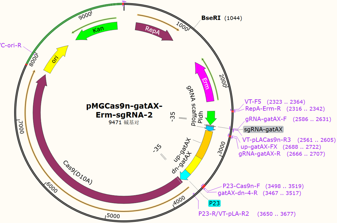 ​pMGCas9n-gatAX-Erm-sgRNA-2
