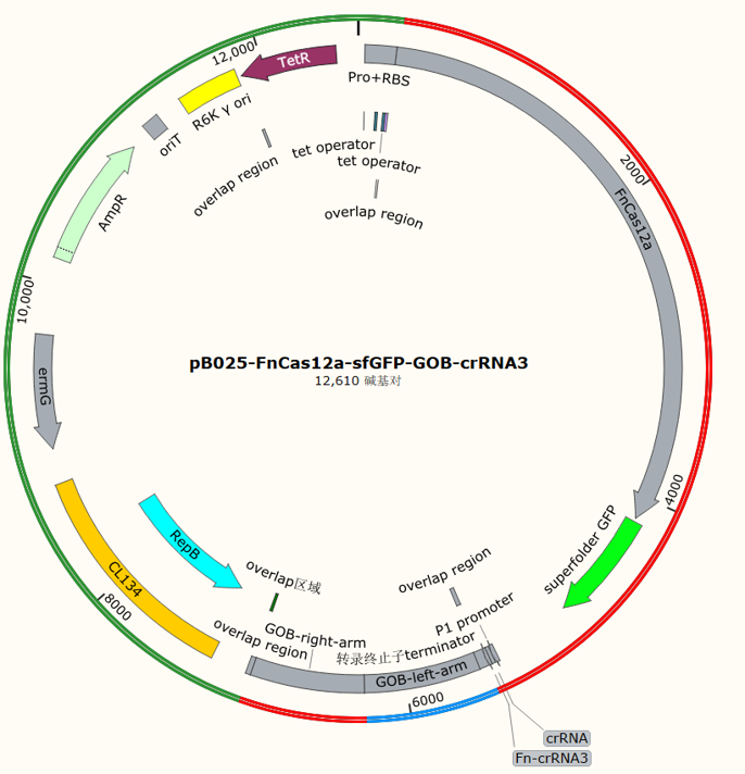 pB025-FnCas12a-sfGFP-GOB-crRNA3