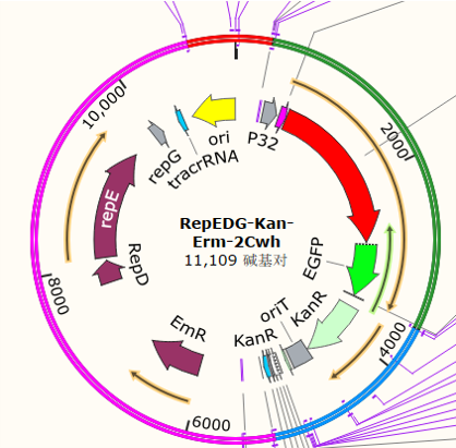 RepEDG-Kan-Erm-2Cwh